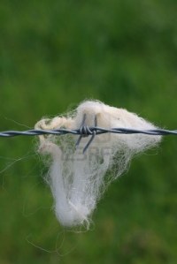 4730705-un-mechon-de-ovejas-de-lana-blanca-pegada-a-una-seccion-de-alambre-de-puas-de-acero-gris-con-un-enfo