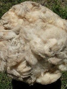 lana+de+oveja+vellon+natural+angol+la+araucania+chile__602347_1