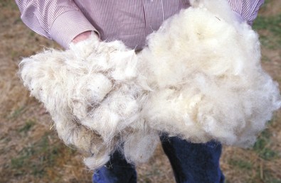 wool