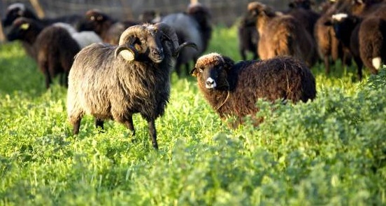 Las_Regueras_Asturias5